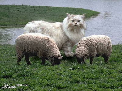 giant+cat+sheep.jpg