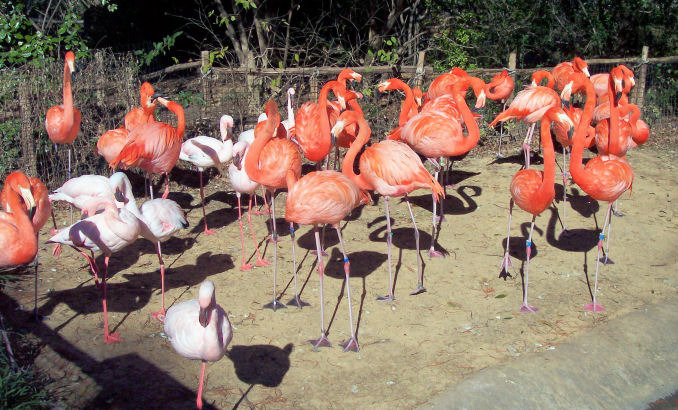 [2.flamingo.jpg]