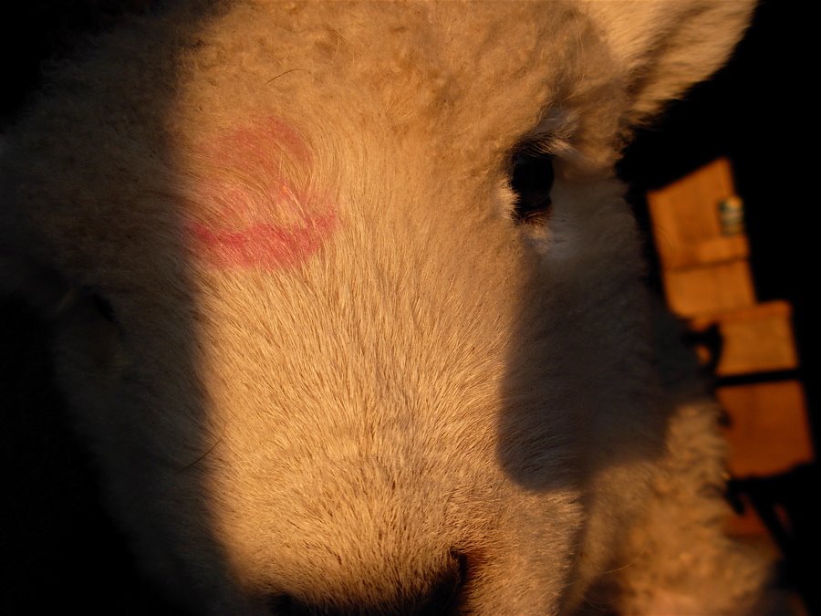 [march+lamb+kiss+closeup.JPG]