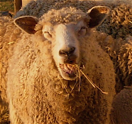 [march+sheep+mouthful.jpg]