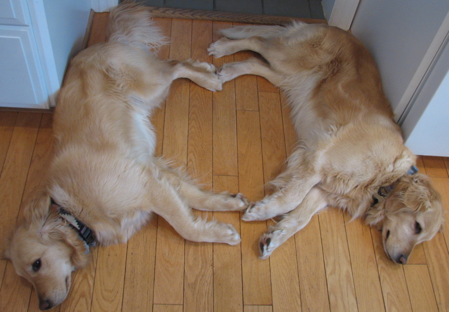 [heart+dogs.jpg]