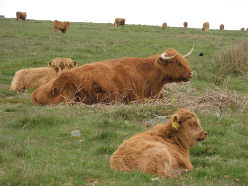 [lockton+highland+cattle.JPG]