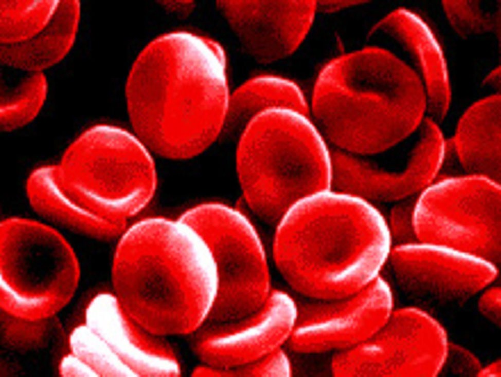[blood_cells copy.jpg]