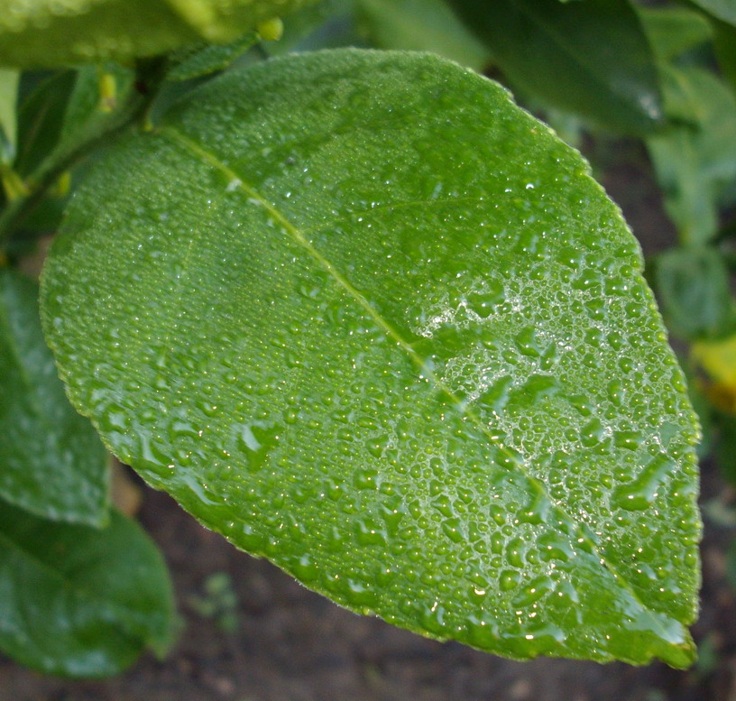 [dewey+lemon+leaf.jpg]