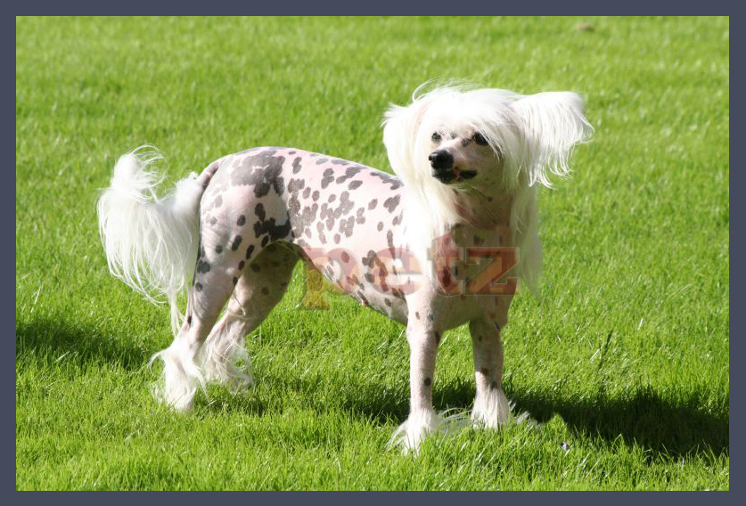 [Chinese+Crested+Dog+a10.jpg]