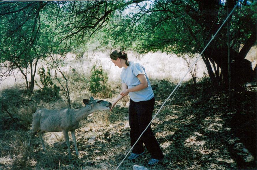 [Feeding+Deer+062008.jpg]