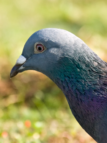 [Feral-Pigeon-head-0799.jpg]