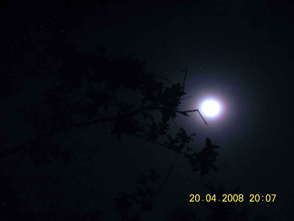 [moonlight2.jpg]