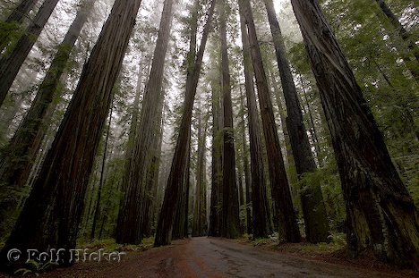 [redwood_national_forest_t2051.jpg]