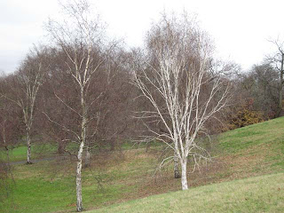 trees in Greenwich Park