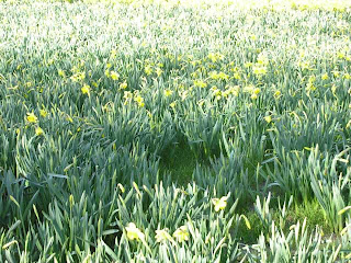 DAffodils in Greenwich Park, early March 2007