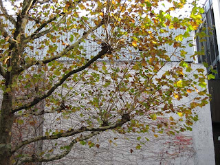 Autumn leaves outside Tate Britain