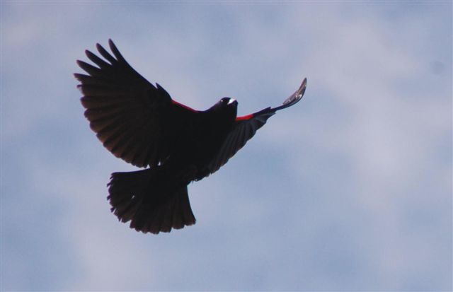 [Red-winged+Blackbird-798589.jpg]