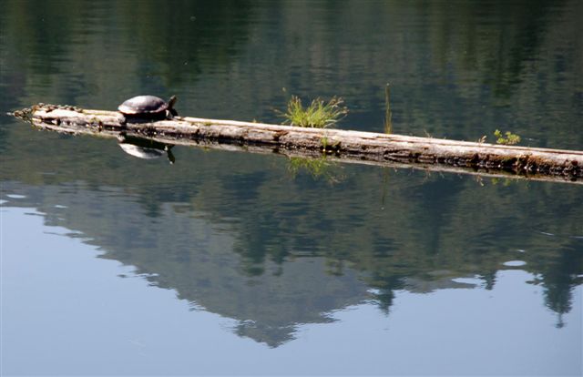 [Western+Pond+Turtle-764459.jpg]