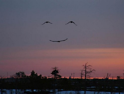 [bird+smile.jpg]