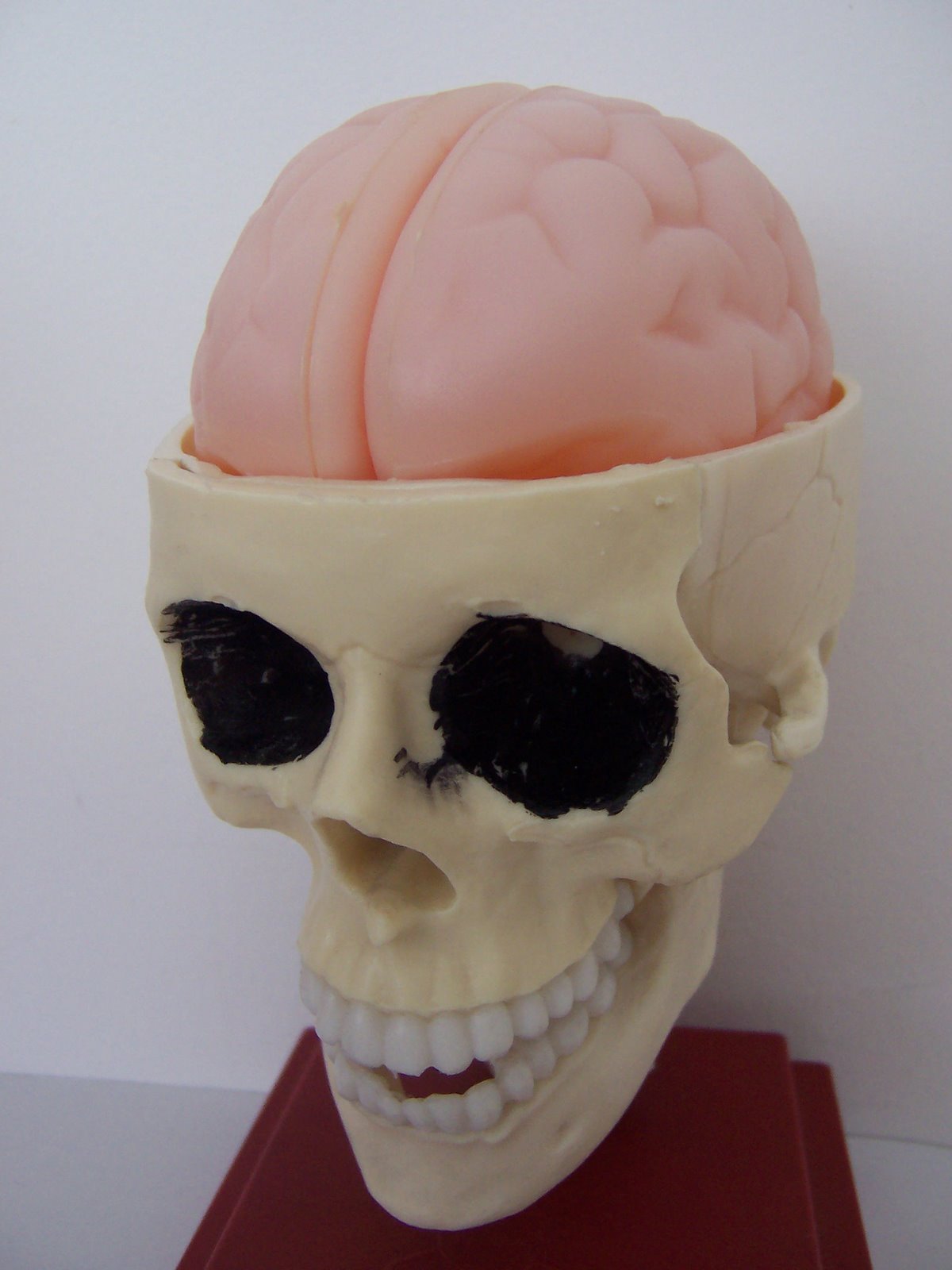 [cráneo+003.jpg]