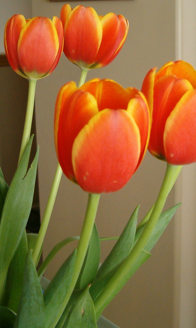 [blog+tulips.jpg]