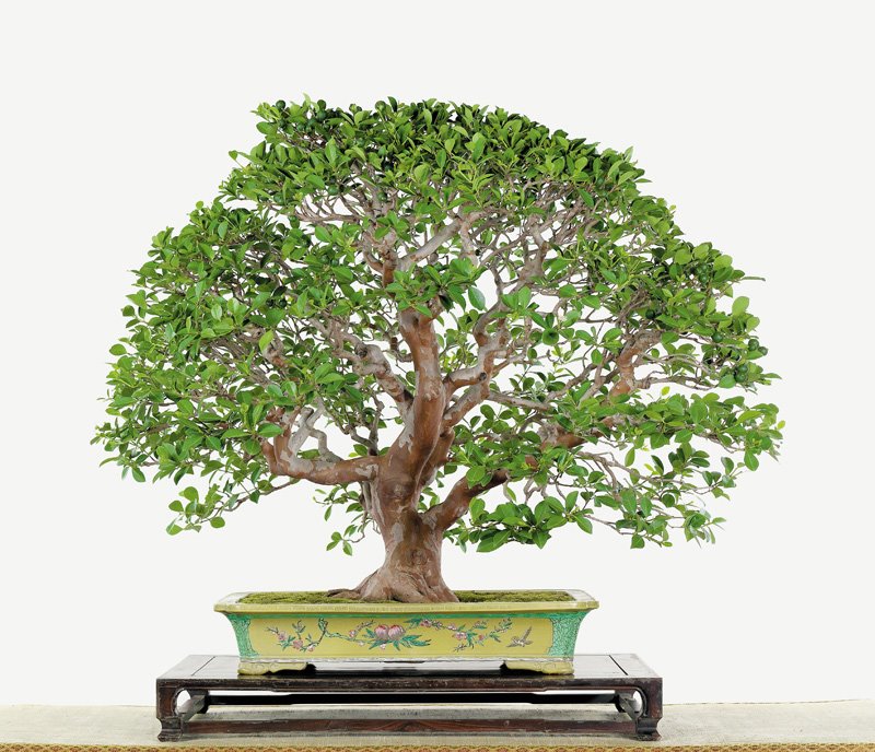 [bonsai+sidiao+8.jpg]