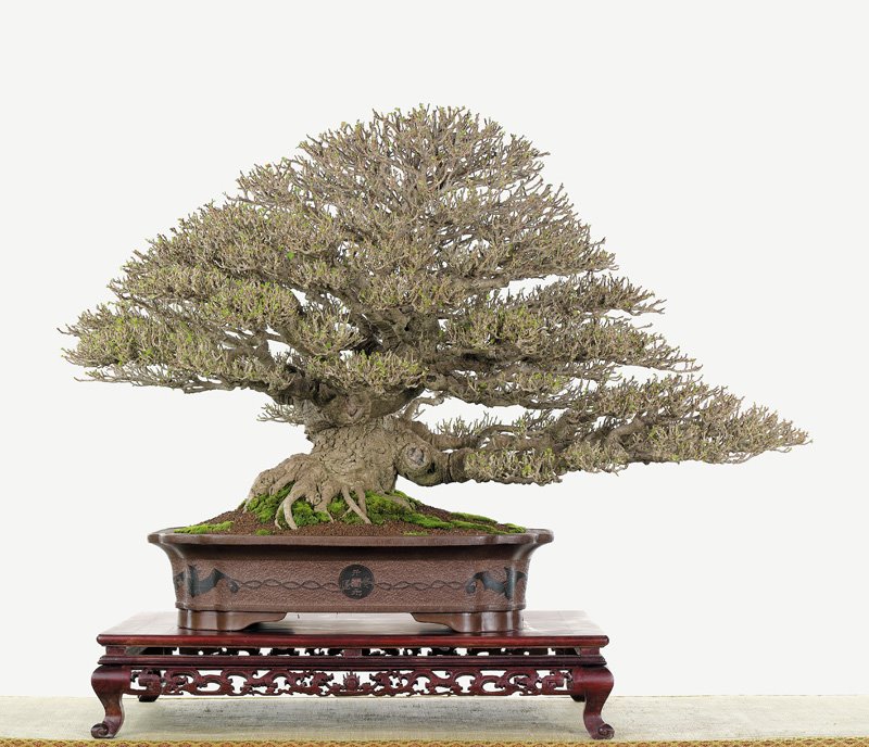 [bonsai+sidiao+10.jpg]