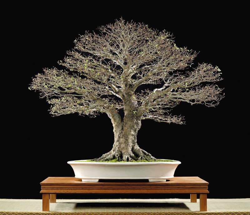 [bonsai+sidiao+17.jpg]