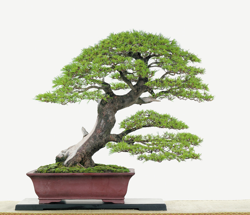 [bonsai+sidiao+16.jpg]