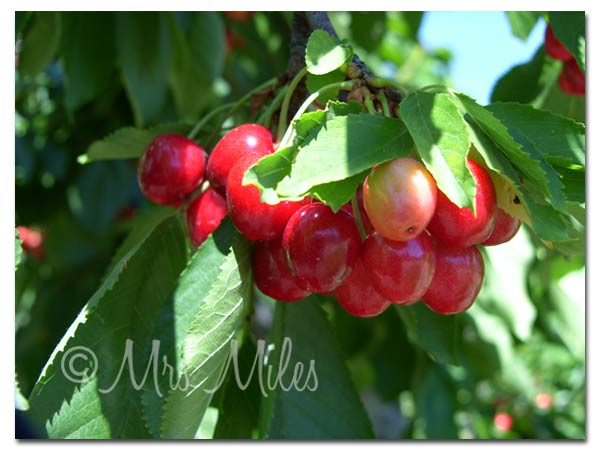 [cherries2.jpg]