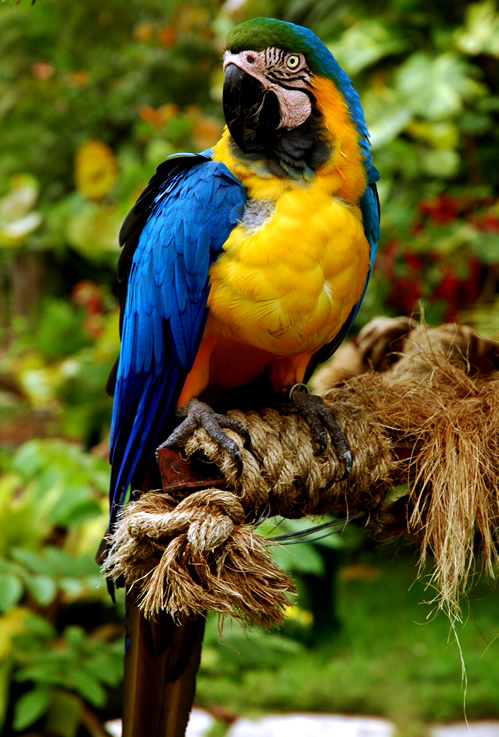 [macaw.jpg]