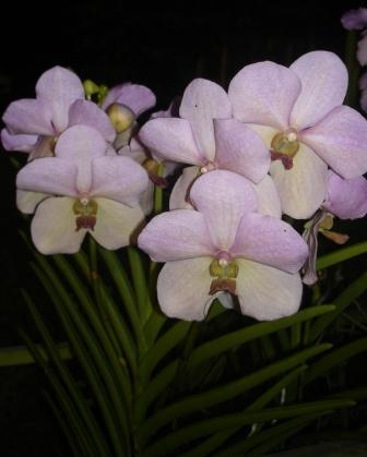[mandai+pink+orchids.JPG]
