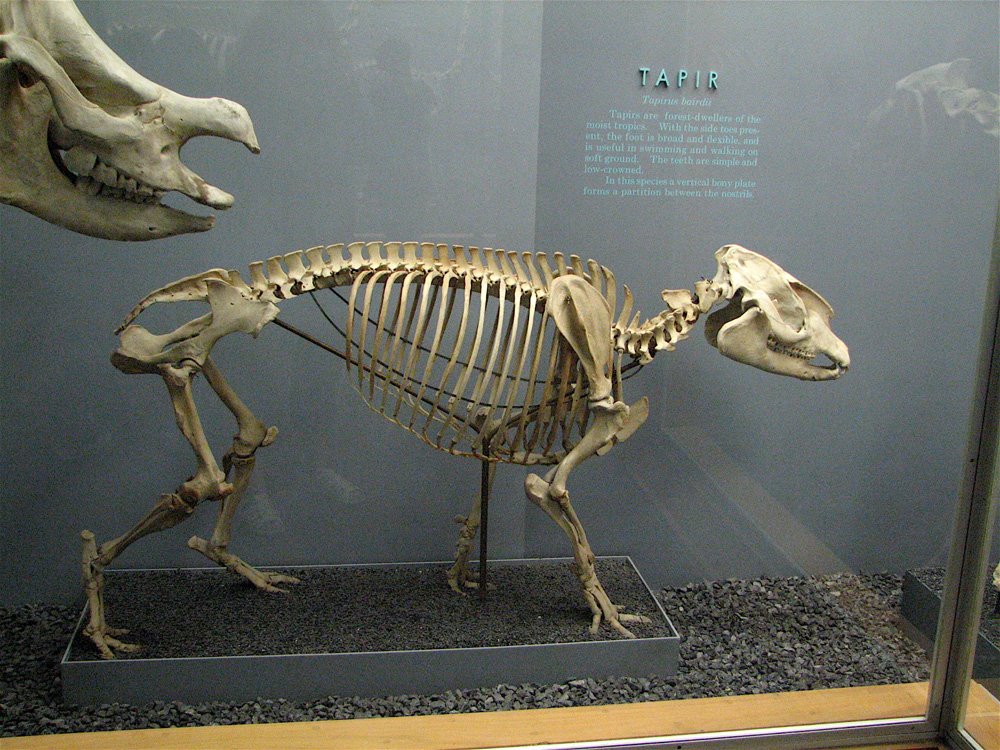 [bairds-tapir-skeleton-carol-schaffer.jpg]