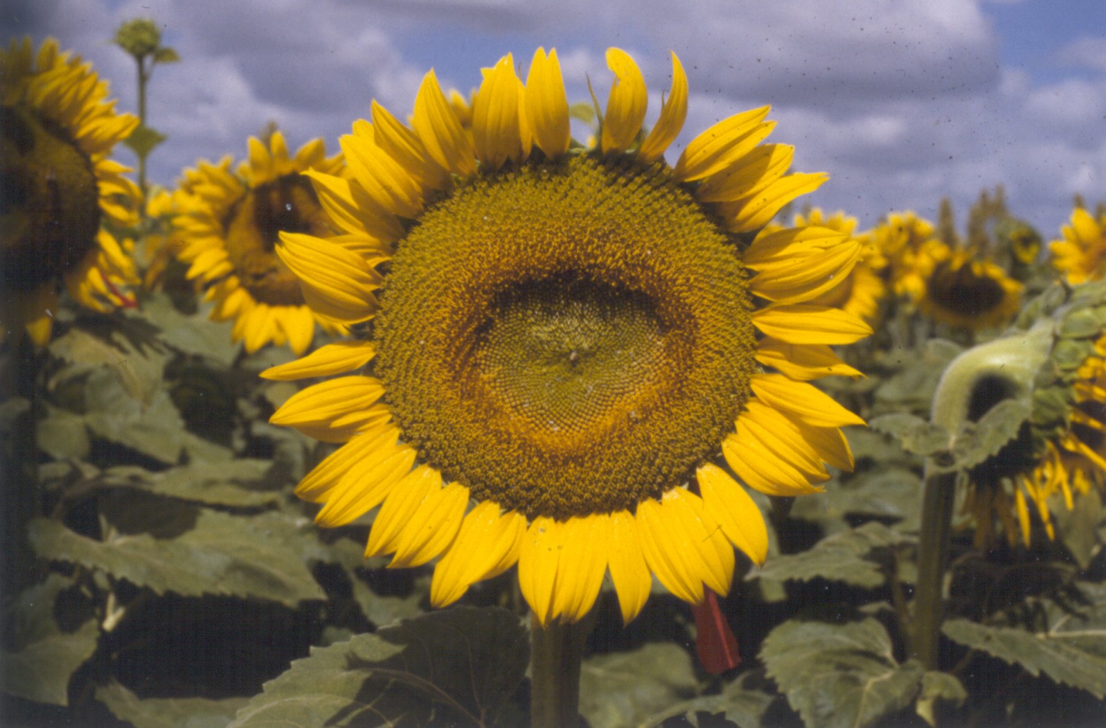 [Sunflower+field.jpg]