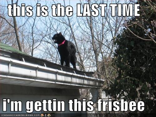 [funny-pictures-cat-roof-gets-frisbee.jpg]