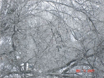 [icy+trees+email+size.jpg]