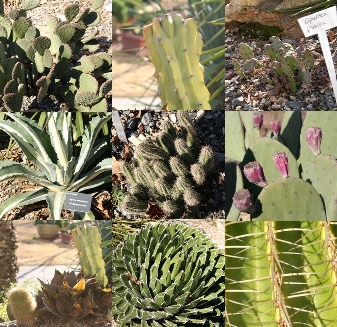 [collage+cactus.jpg]