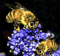 [abelhas.gif]
