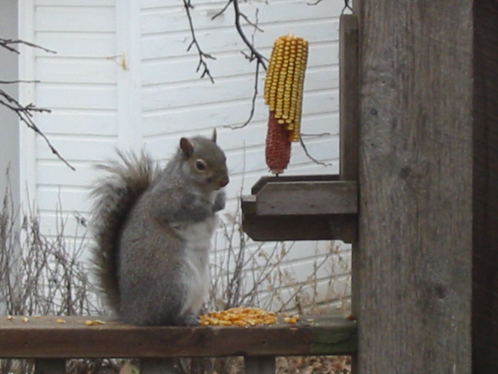 [squirrel+snack.jpg]