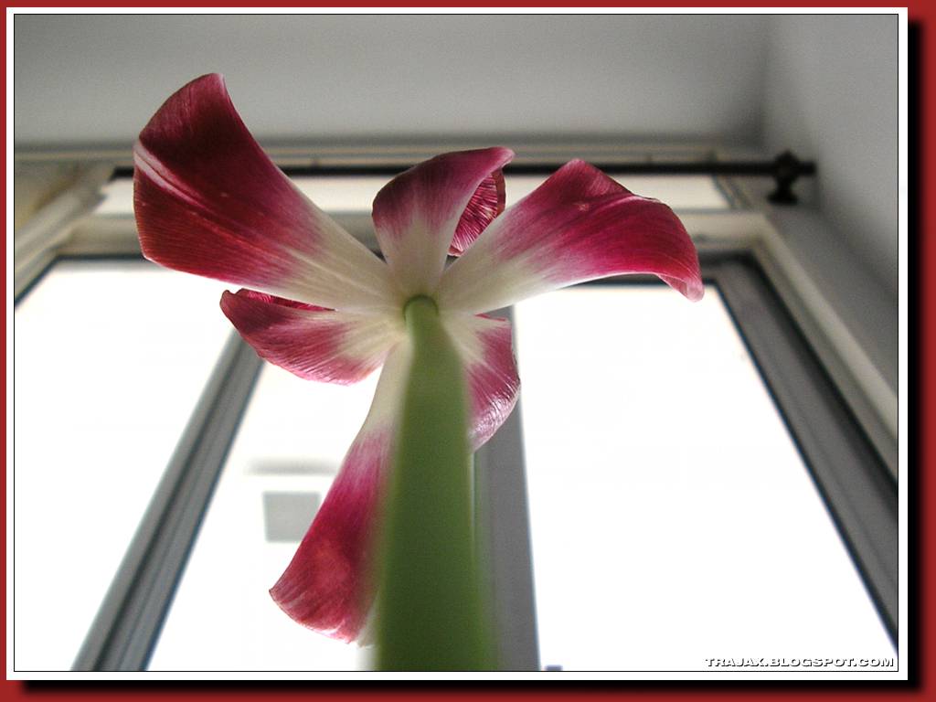 [tulipan4.jpg]