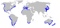 [250px-Great_White_Shark_distribution.png]