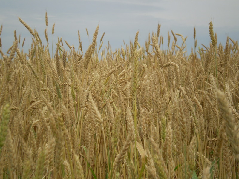 [wheat.jpg]