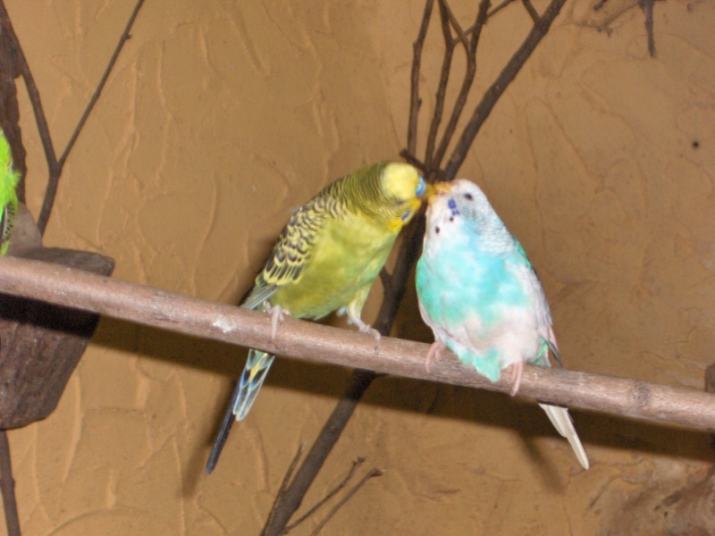 [birds-kissing.jpg]