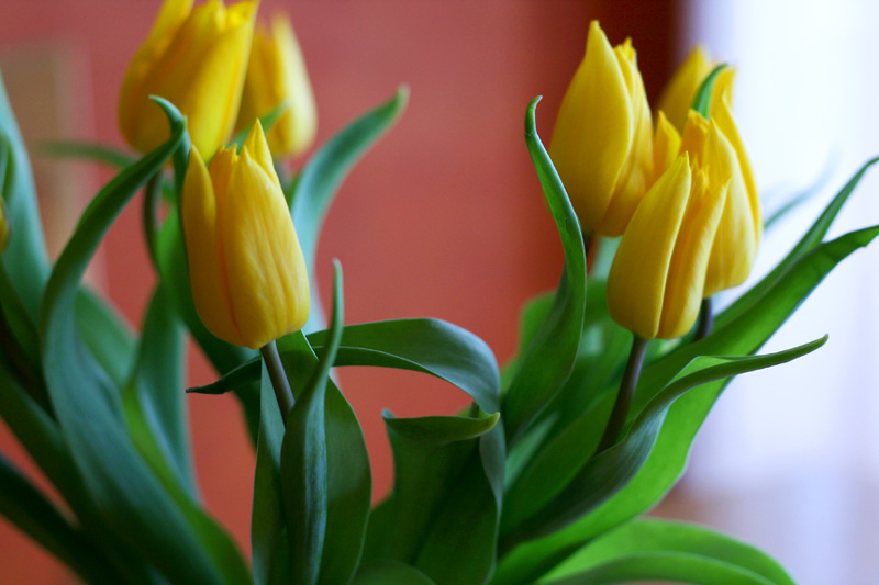 [2008-02-26-yellow-tulips.jpg]