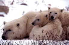 [mother-polar-bears-w-2cubs-.jpg]