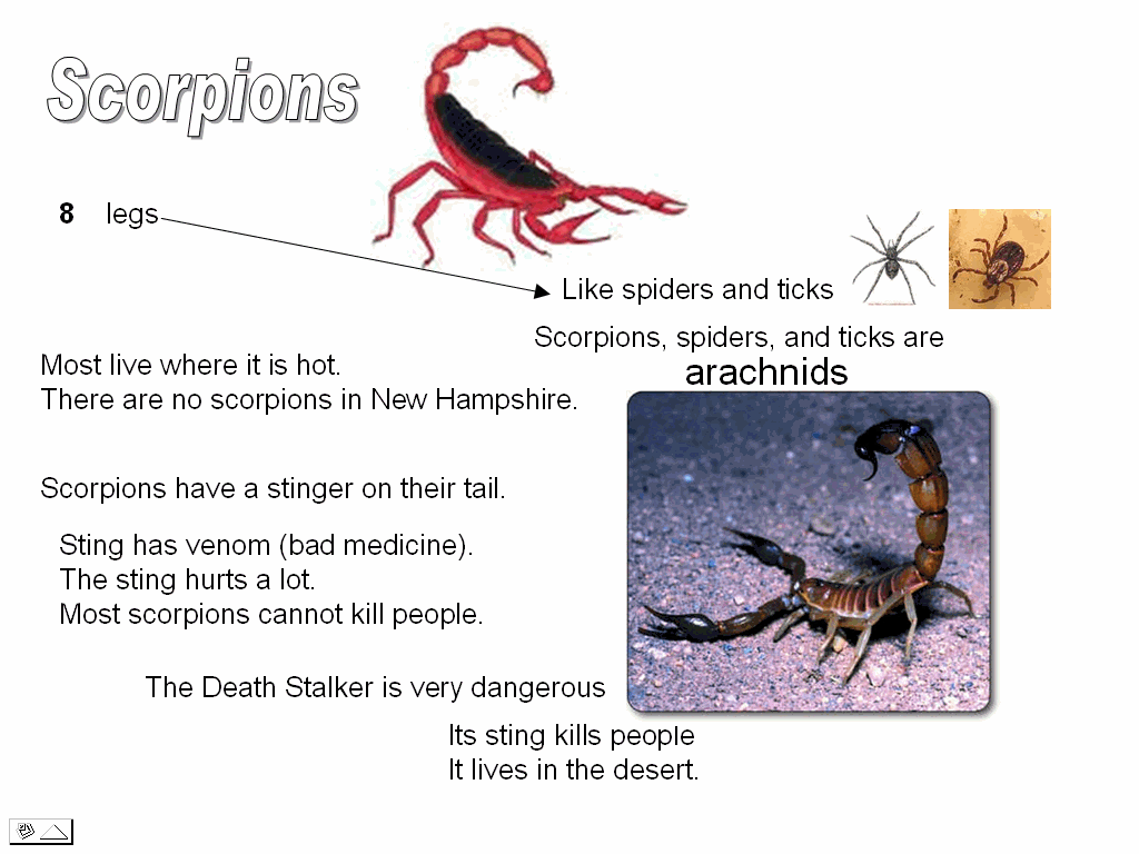 [scorpion.gif]