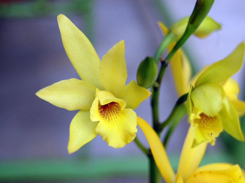 [Yellow+Orchid.jpg]