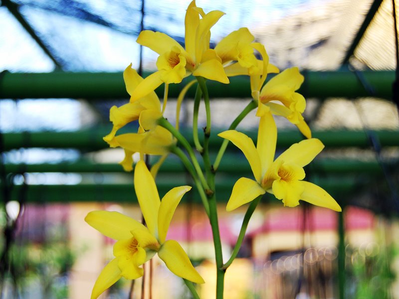 [Yellow+Orchid+Updated.jpg]