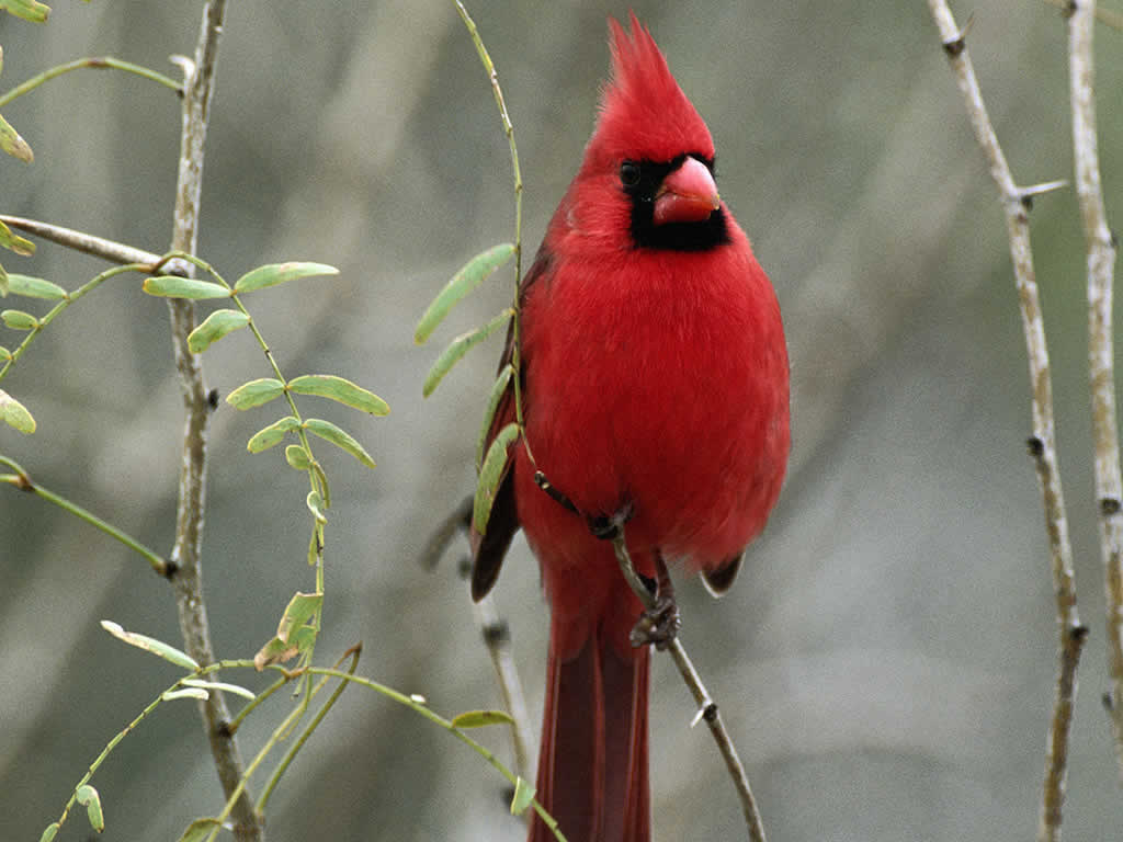 [cardinal.jpg]