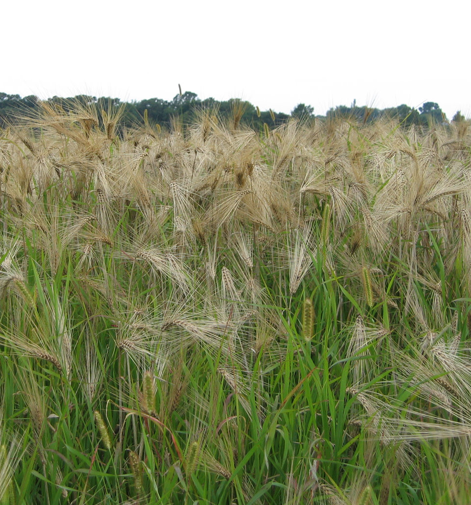 [Wheat-3+Inch.jpg]
