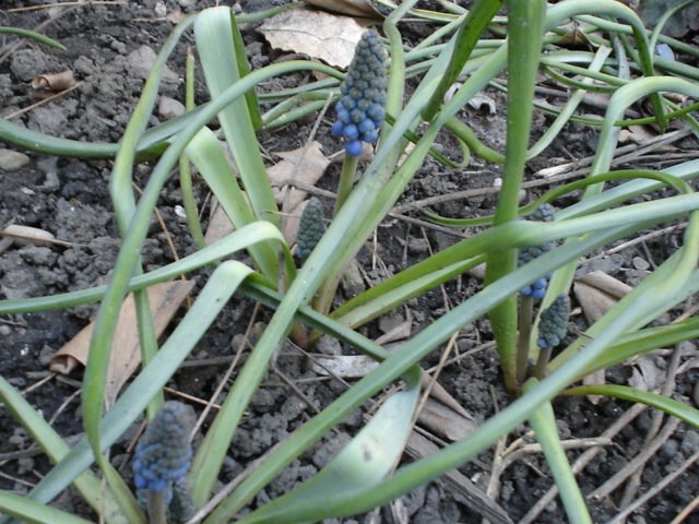 [little+blue+hyacinth.JPG]