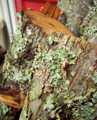 [lichen-logs.jpg]