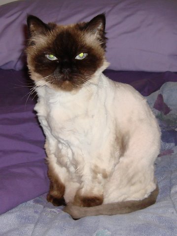 [cats_new_haircut.jpg]