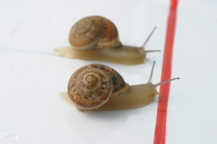 [snail%20race.jpg]